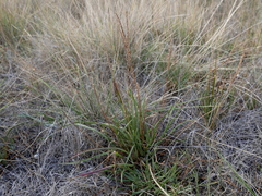 Plantago maritima maritima