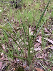 Dianella brevicaulis