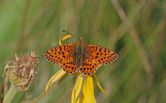 Boloria graeca