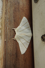 Ourapteryx sciticaudaria