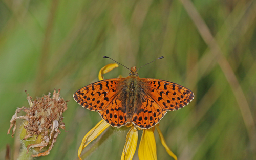 Balkan Fritillary