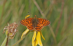 Boloria graeca