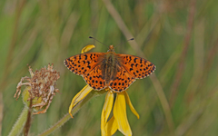 Boloria graeca