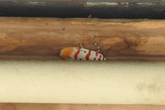 Cyana bellissima