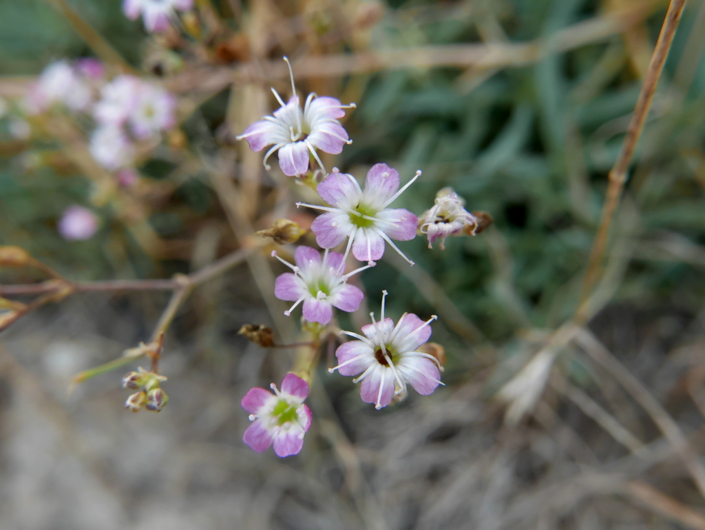 Gypsophila bermejoi