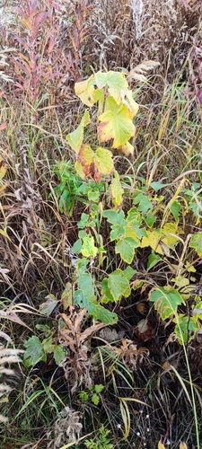 Ribes nigrum