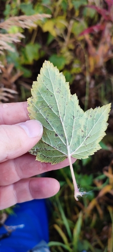 Ribes nigrum