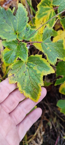 Ribes nigrum