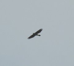 Accipiter trivirgatus
