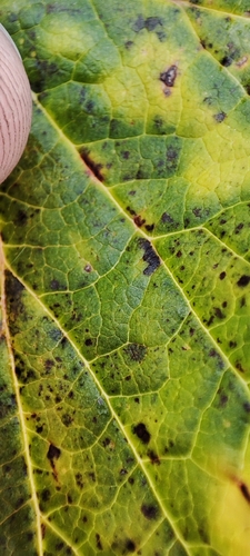 Ribes nigrum