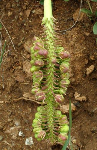 Ledebouria zebrina image