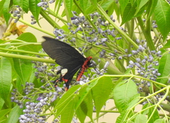 Byasa polyeuctes
