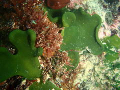 Codium stephensiae