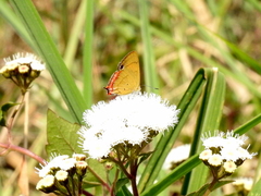 Heliophorus epicles