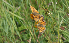 Boloria graeca