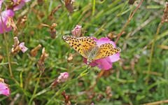 Boloria graeca