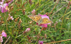 Boloria graeca