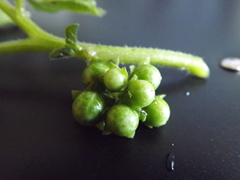 Winter Cherry (Solanum physalifolium)