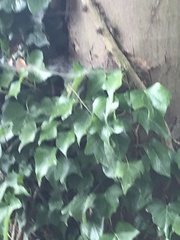 Hedera helix
