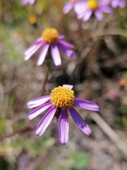 Senecio elegans