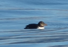 Fratercula corniculata