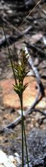 Carex capensis