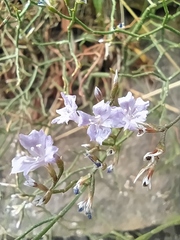 Limonium dictyophorum