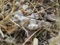 Oedipoda charpentieri