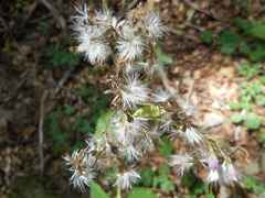 Adenostyles australis