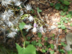 Adenostyles australis