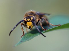 Vespa crabro