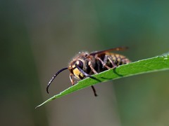 Vespa crabro
