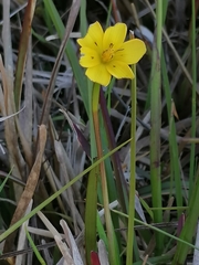 Moraea fugacissima