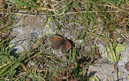 Common Brassy Ringlet
