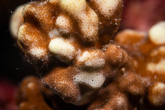 Millepora exaesa