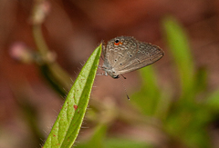 Eicochrysops messapus