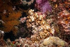Millepora exaesa