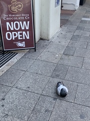 Columba livia domestica