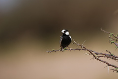 Eremopterix nigriceps