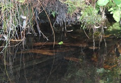 Ranoidea phyllochroa