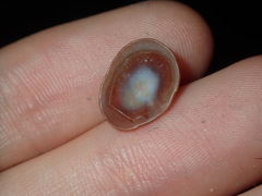 Siphonaria funiculata