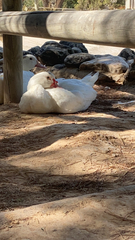 Cairina moschata domestica