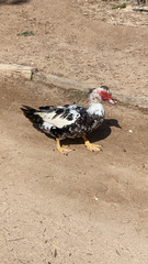 Cairina moschata domestica