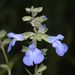 Salvia azurea - Photo (c) Brian Peterson, osa oikeuksista pidätetään (CC BY-NC-ND)