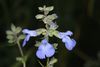 Giant Blue Sage - Photo (c) Brian Peterson, some rights reserved (CC BY-NC-ND)