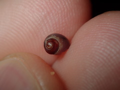 Afrolittorina acutispira