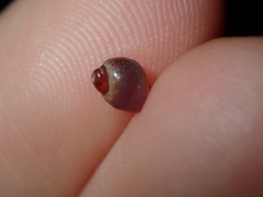 Afrolittorina acutispira