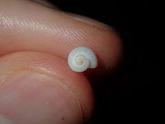 Crosseola concinna