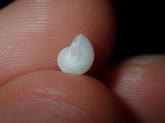 Crosseola concinna