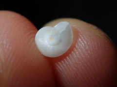 Crosseola concinna